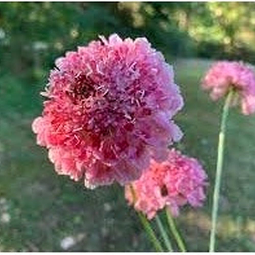 Heirloom Pincushion Flower Seeds for Garden Planting, Non-GMO, Scabiosa Blooms for Cut Flower Gardens [neera-v5-cd3c316692744ce88150]