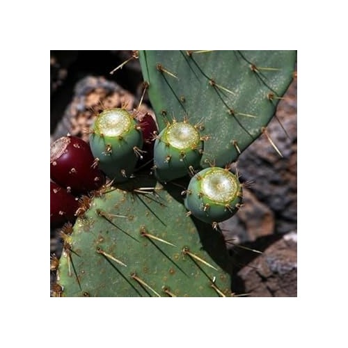 Green Opuntia Engelmannii Plant Seeds for Planting [neera-v5-cd42f33bd2b6467720e1]