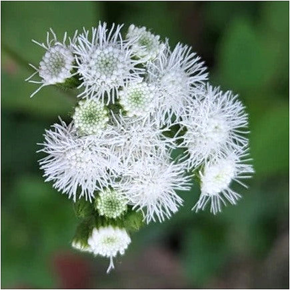 Ageratum Ball White Flower Seeds for Planting [neera-v5-cd45327f349359e3bbcb]