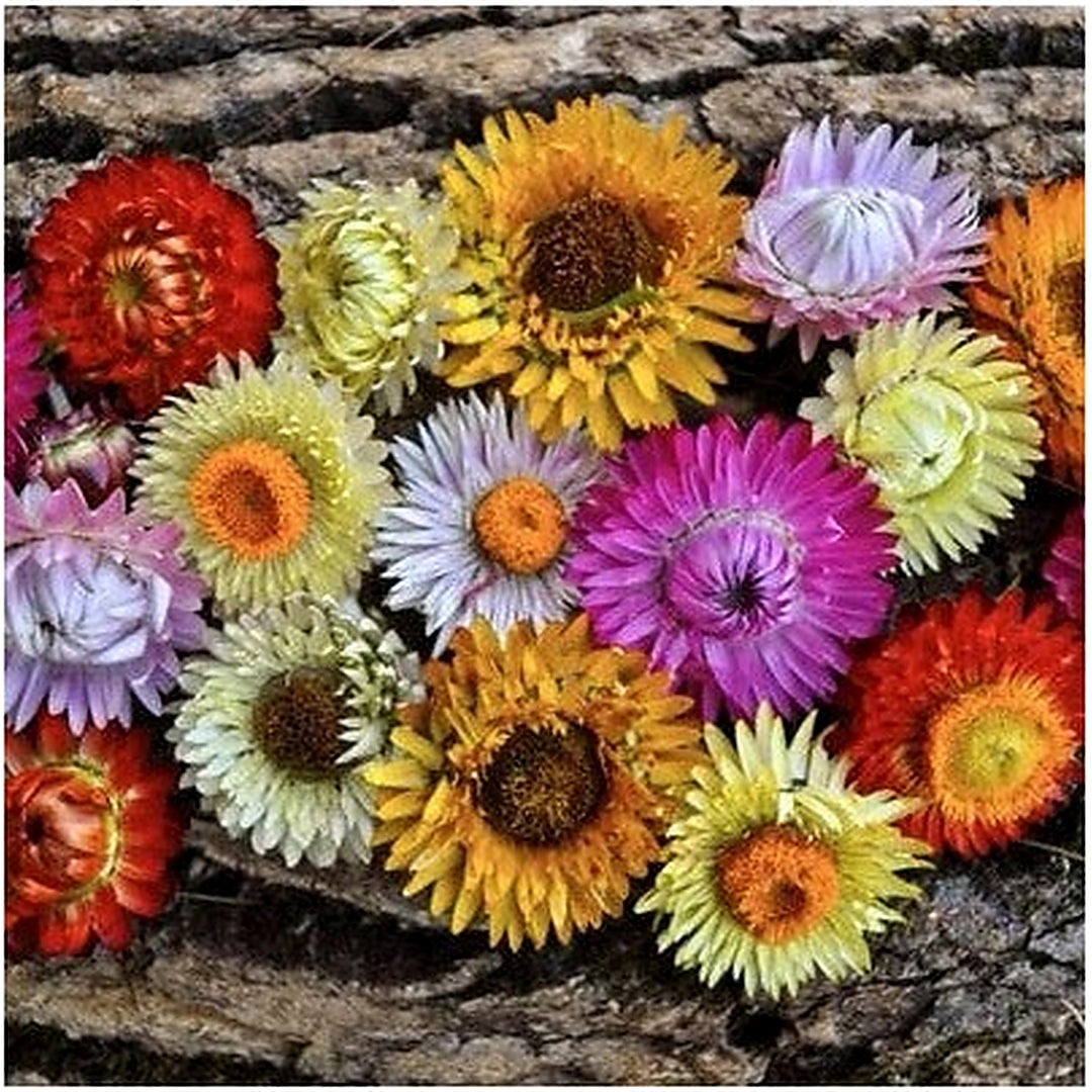 Strawflower Tall Mixed Planting Cut Flowers Tall Non Gmo Heirloom Usa Flower Seeds Home [neera-v5-cd4b823822d18a30bcd4]