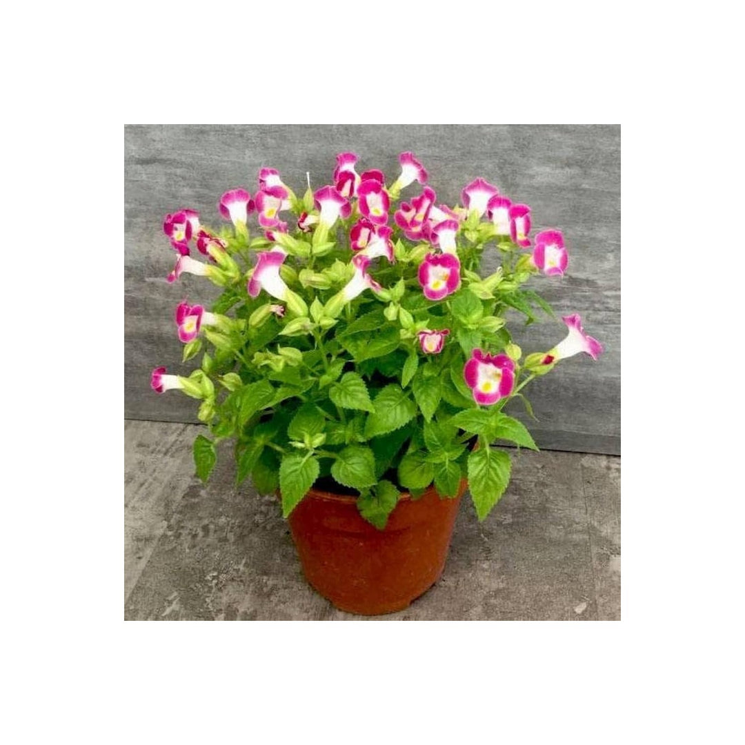 Pink Torenia Flower For Planting Flower Seeds for Home Garden Planting, Lush Organic Blooming [neera-v5-cd62837ee4f326ca66b5]