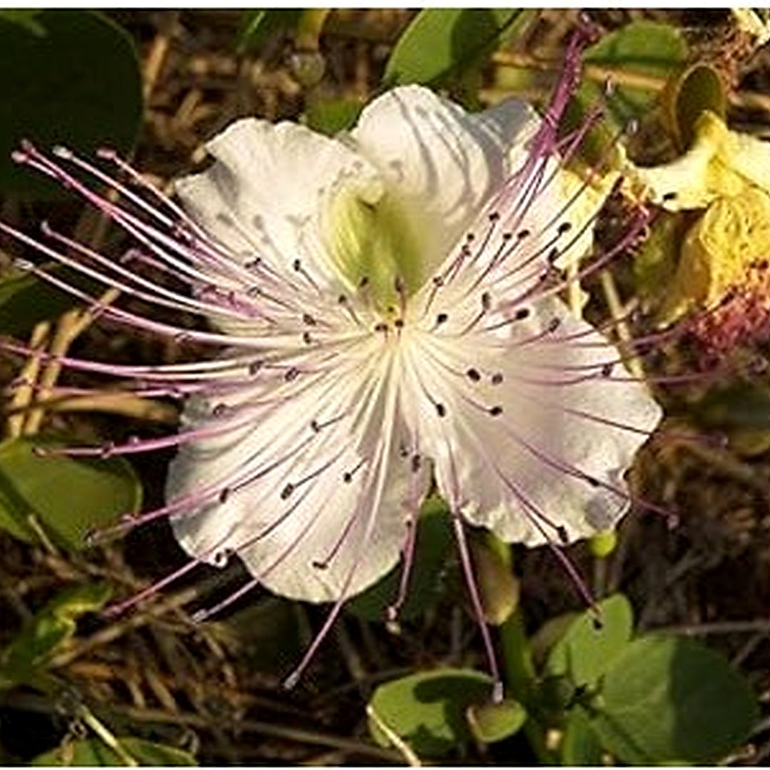 White Capparis Flower Seeds for Planting | Heirloom Non-GMO High Germination Organic Garden Seeds [neera-v5-cd667d2c0fcb71aa79ab]