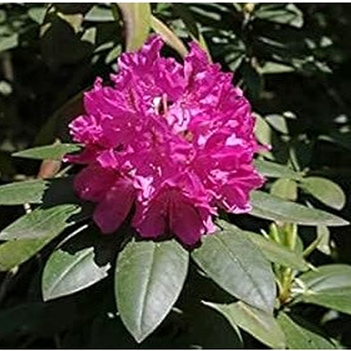 Heirloom Catawba Rhododendron Flower Seeds [neera-v5-cd68d7ad86f29aeaa297]