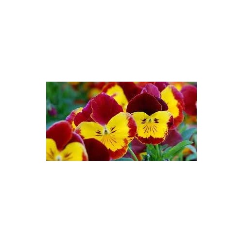 Red &amp; Yellow Pansy Heirloom Non-GMO Seeds for Planting [neera-v5-cd6a37213cc82f4f57ec]