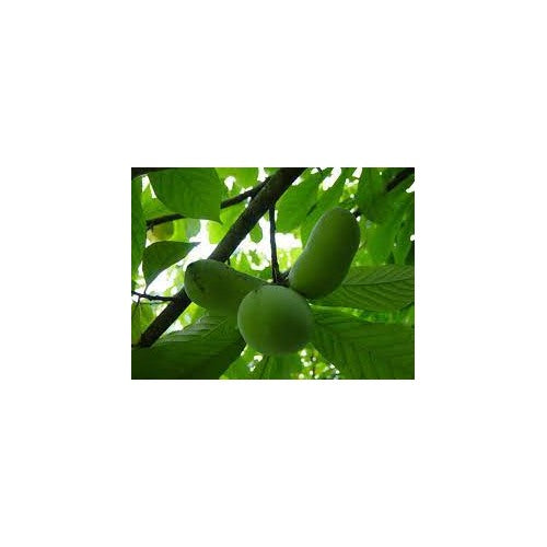 Green Banana Paw Fruit Seeds for Planting [neera-v5-cd72159e465e4f97f84a]