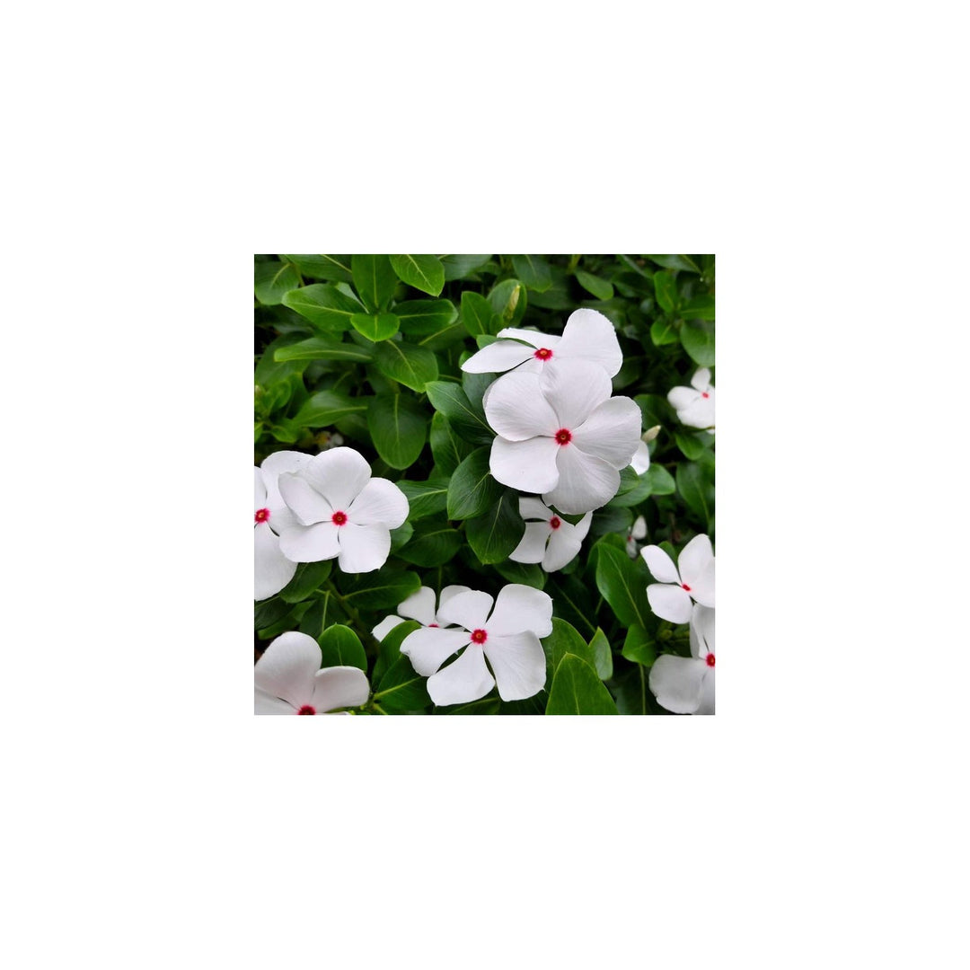White Organic Cora Cascade Flower For Planting Heirloom Non Gmo Flower Seeds for Home Garden [neera-v5-cd781d871534df54428d]