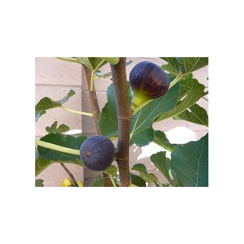 Madeira Fig Fruit Seeds for Planting [neera-v5-cd78a8217be14eaf22b0]