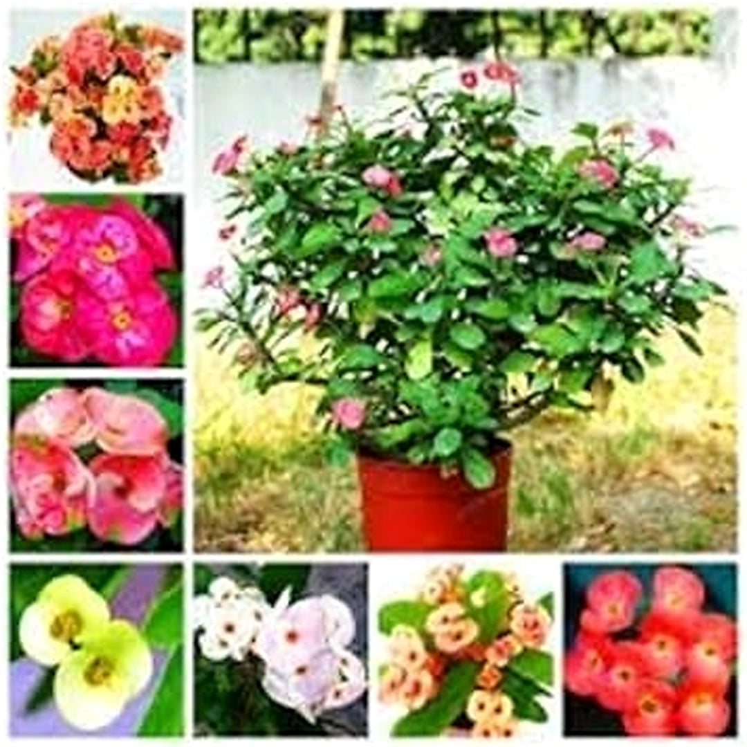 Mixed Euphorbia Milii Hybrid Flower Seeds for Planting [neera-v5-cd7ceac62b57fa9a92e3]