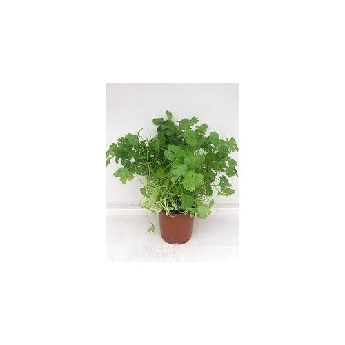 Cilantro (Coriandrum sativum) Seeds for Planting [neera-v5-cd7d53d6185e9e366376]