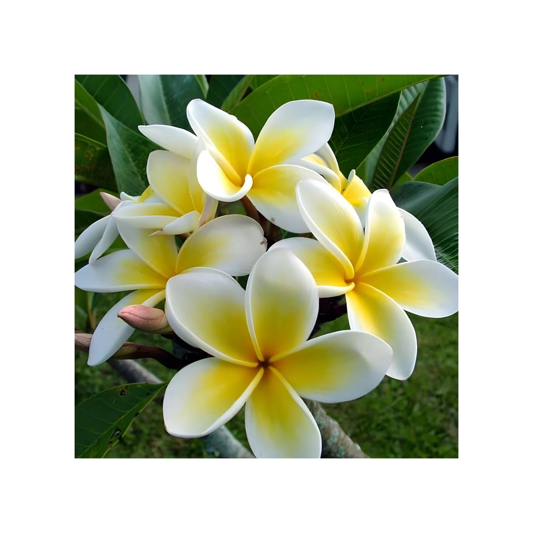 Yellow Frangipani Flower Heirloom Non Gmo Plumeria For Tropical Gardens Flower Seeds for Home [neera-v5-cd8385f4b65d957e87d4]