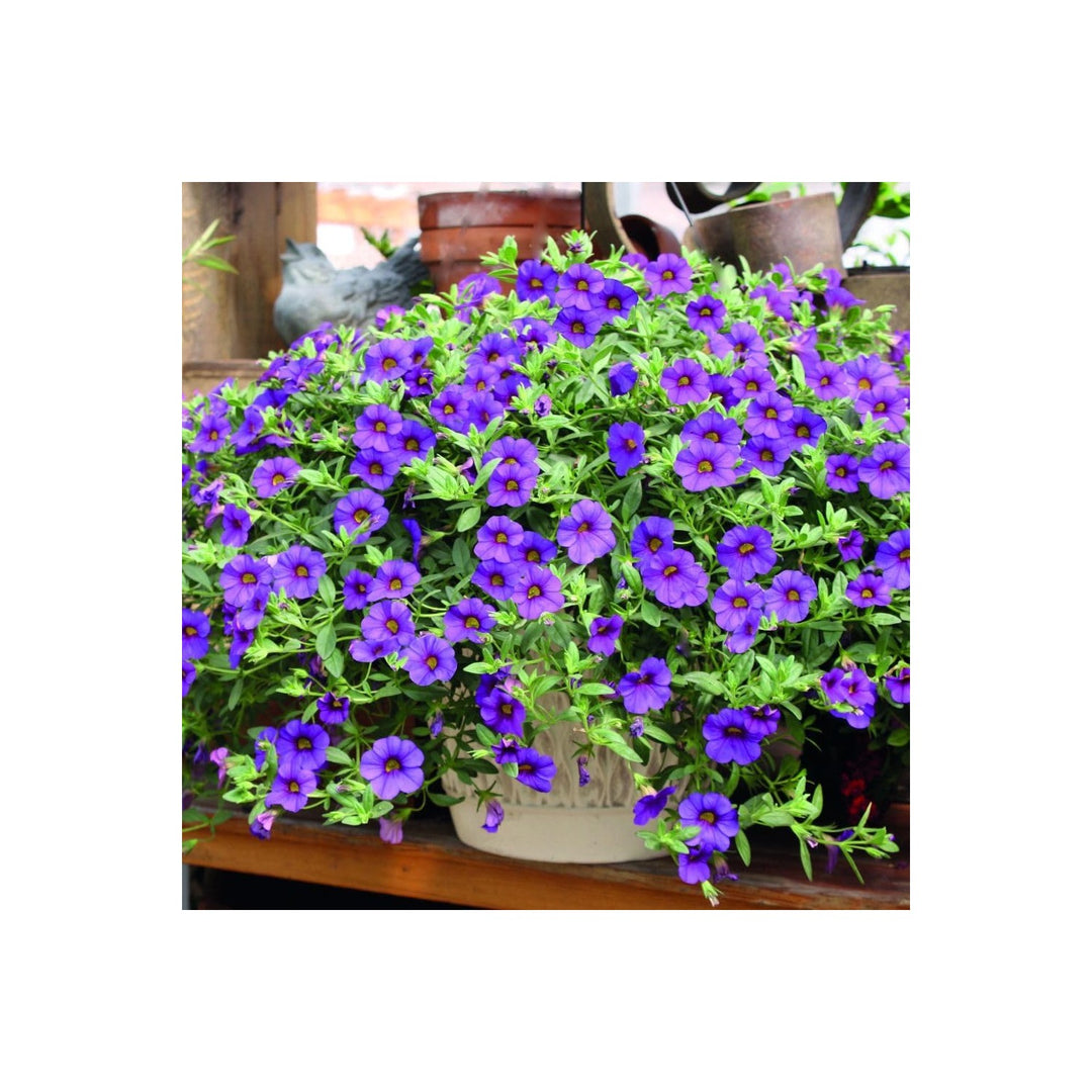 Heirloom Calibrachoa Flower For Garden Planting Non Gmo Mini Petunia Blooms For Hanging Baskets [neera-v5-cd8a749e9d14078bf481]