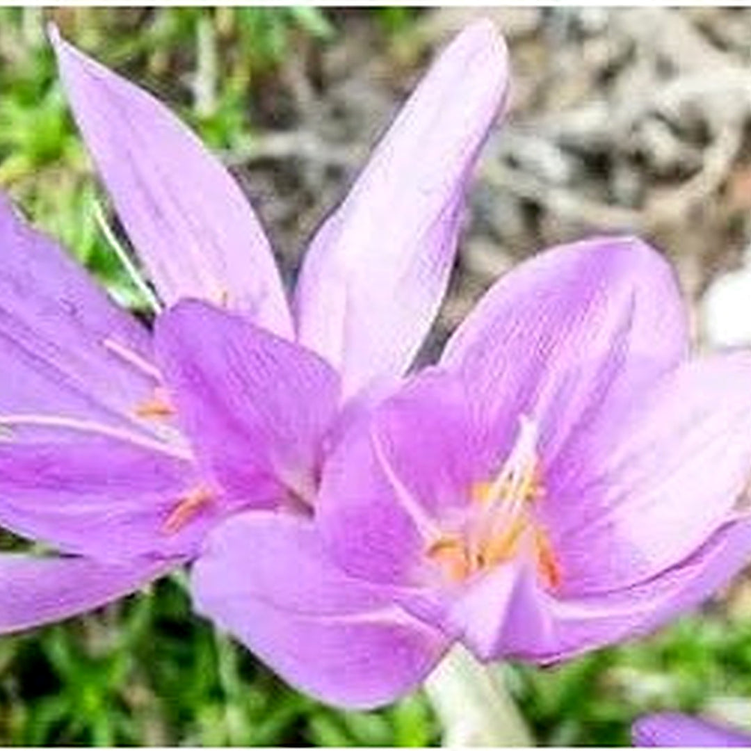 Pink Heirloom Non Gmo Light Crocus Flower For Planting Early Spring Blooming Garden Beauties Flower [neera-v5-cd8ff4e3b82319a8037e]