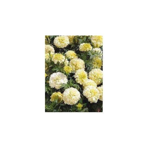 Heirloom Cream Marigold Flower Seeds for Planting [neera-v5-cd9fca93b936fa10f966]