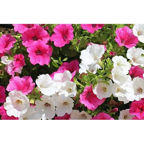 Petunia Flutwelle F Planting Flower Pots Balcony Garden Flower Seeds Home Garden Planting, [neera-v5-cdbe263e73af6e2b50b7]