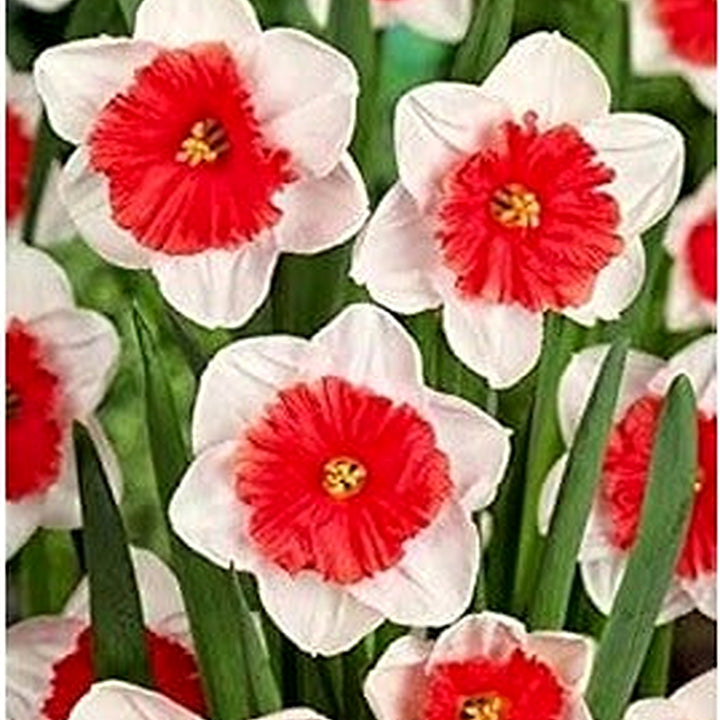 Heirloom Non-GMO White Pink Narcissus Flower Seeds for Planting [neera-v5-cdc2aa8372b5f40b27c4]