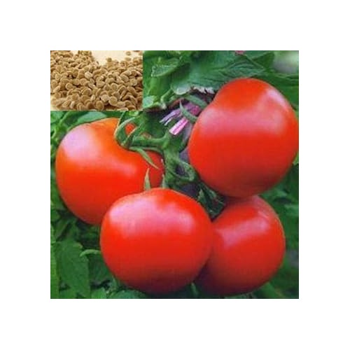 Fresh Red Tomato Seeds for Planting [neera-v5-cdc2c769c22f17aeecfe]