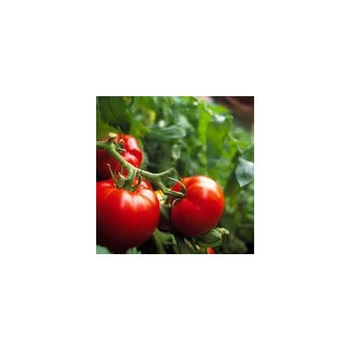 Better Boy Tomato Seeds for Planting [neera-v5-cdc68acf3d71d6af704a]