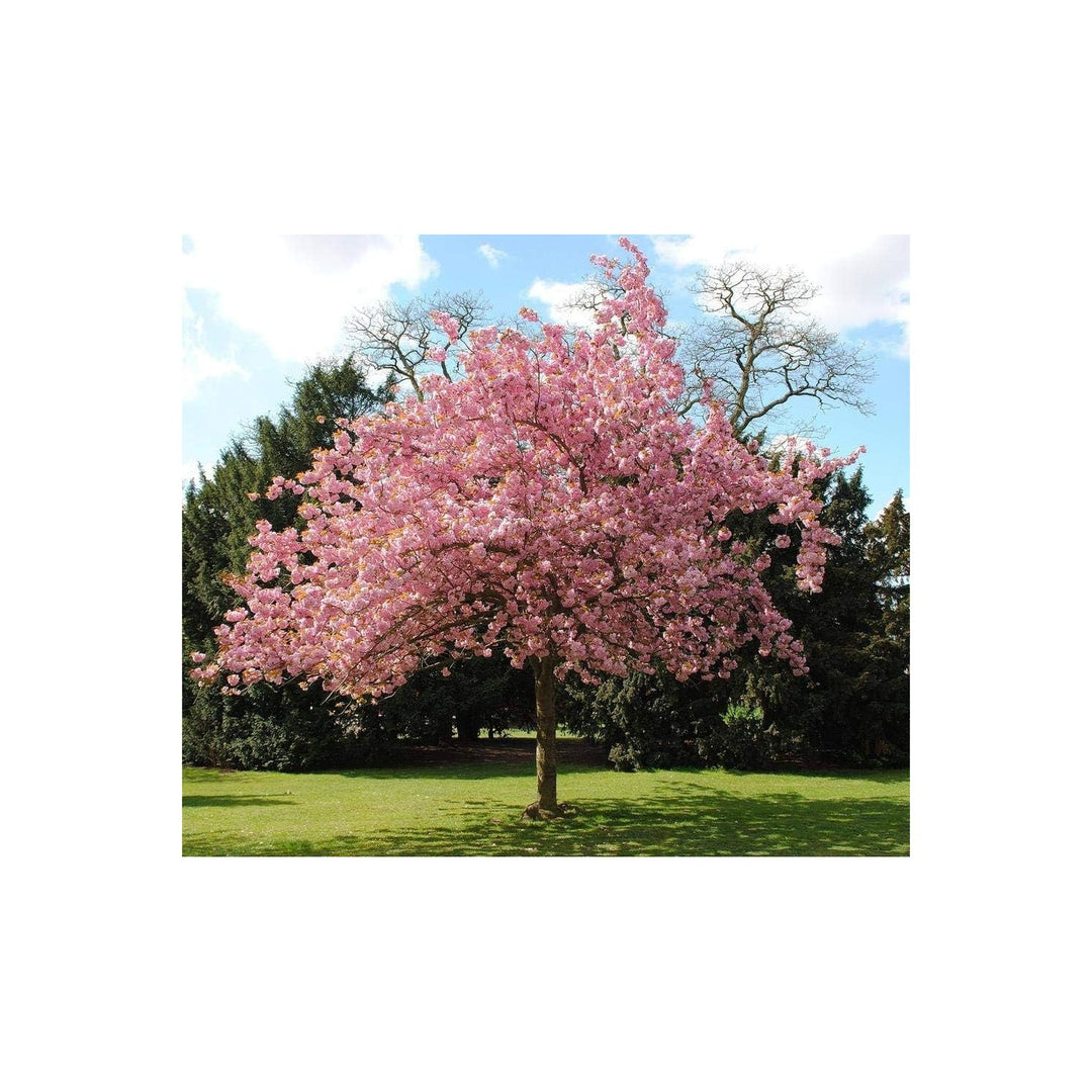 Cherry Blossom Prunus Serrulata Japanese Sakura Flower For Planting Ideal For Ornamental for [neera-v5-cdc7939dc4b7173878ba]