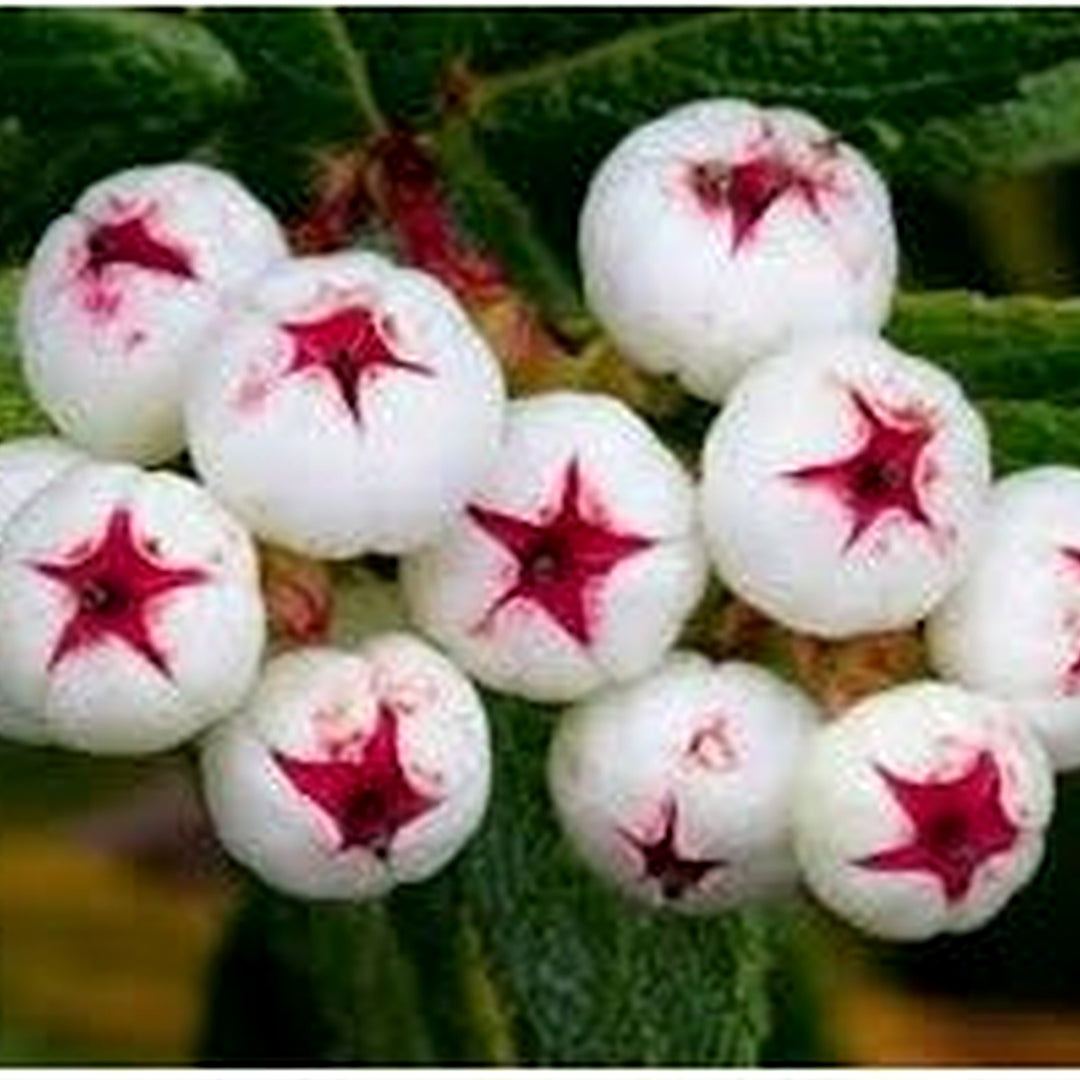 White Gaultheria hispida (Snow Berry) Seeds [neera-v5-cdee7761690147abba06]