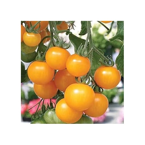Heirloom Non-GMO Yellow Tomato Seeds for Planting [neera-v5-cdf4f2d0d09a47fbacee]
