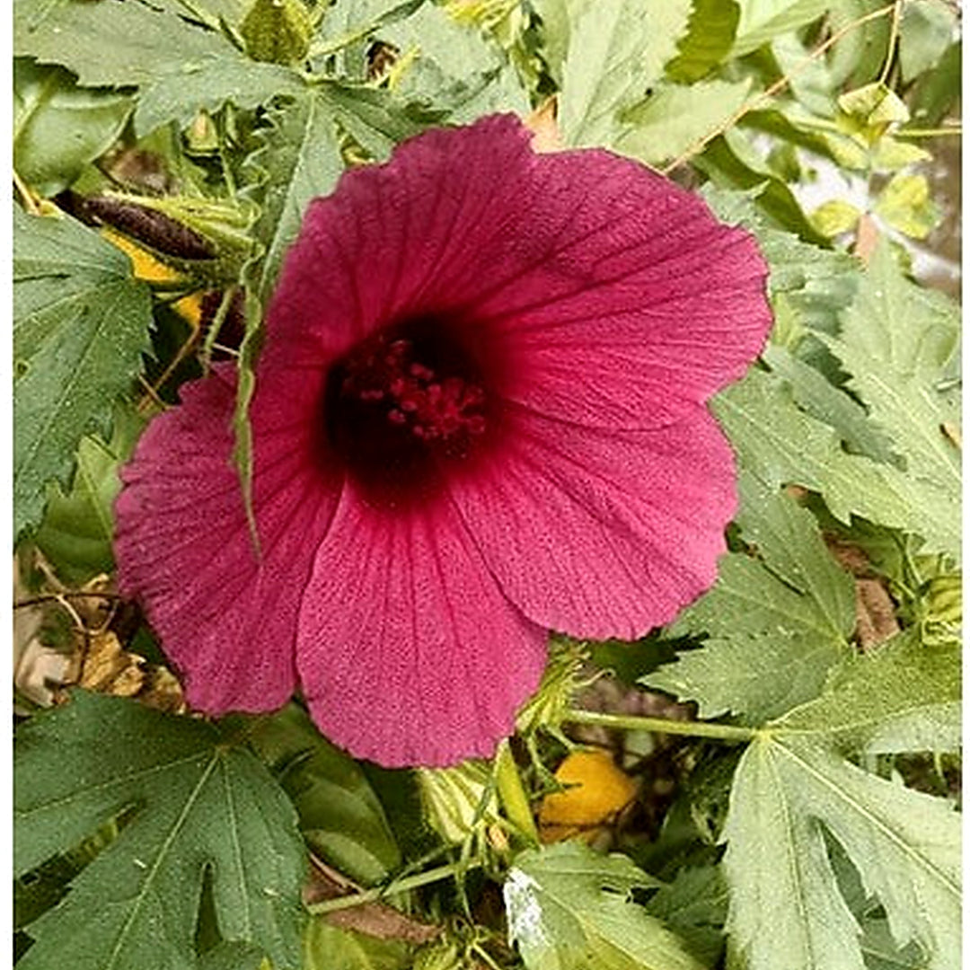 African Rosemallow Flower Seeds [neera-v5-cdf73868cef36656dd9c]