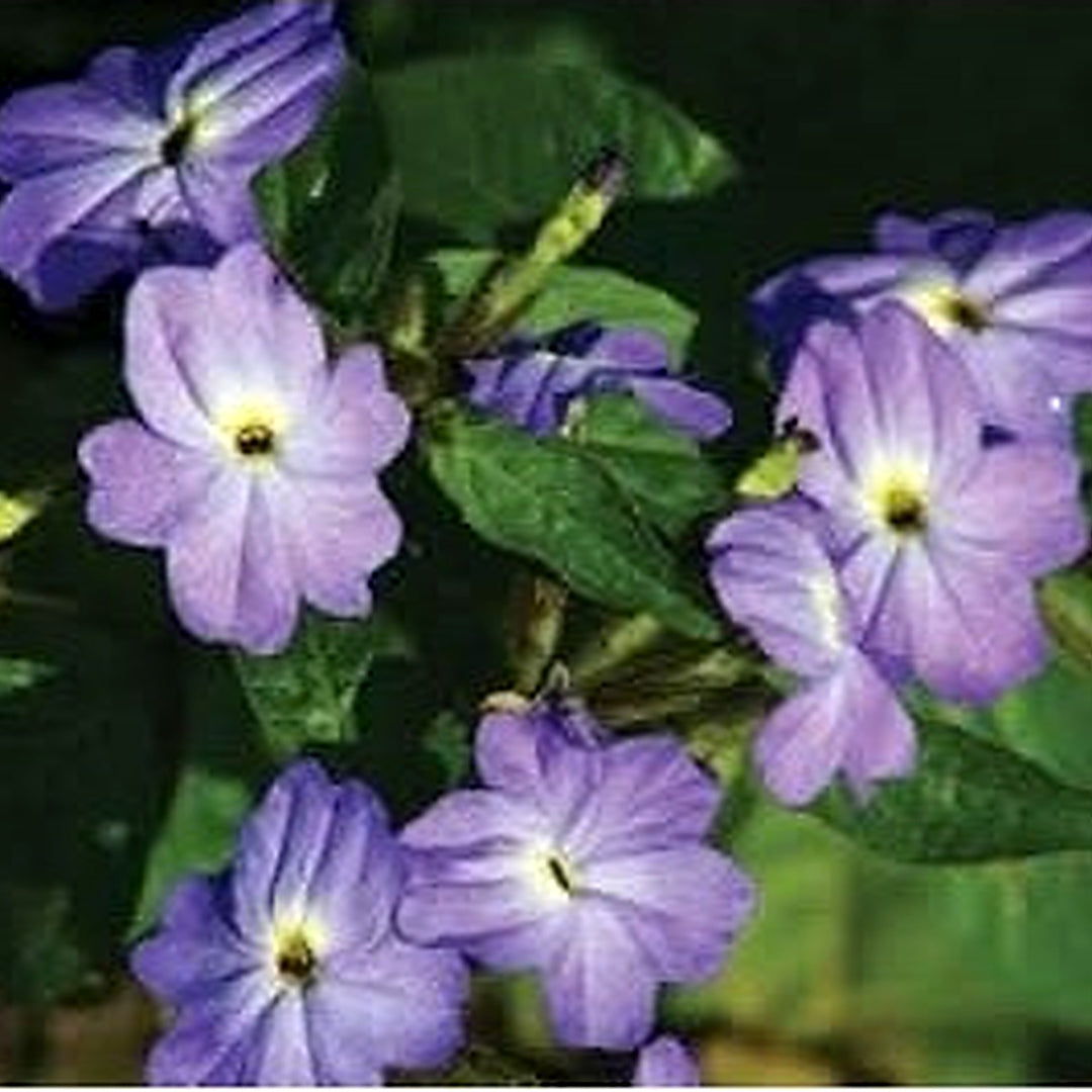 Heirloom Browallia Flower Non Gmo For Vibrant Garden Planting Flower Seeds for Home Garden [neera-v5-cdf99441baeec486b2df]