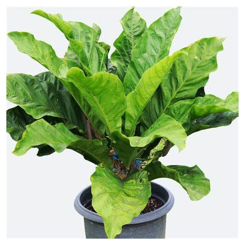Anthurium Hookeri Plant Seeds [neera-v5-cdfa9cdff660c3297e2d]
