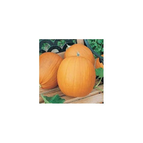 Pumpkin Almond Tom Fox Seeds for Planting [neera-v5-cdfbc7ffd7b5e34fffd6]