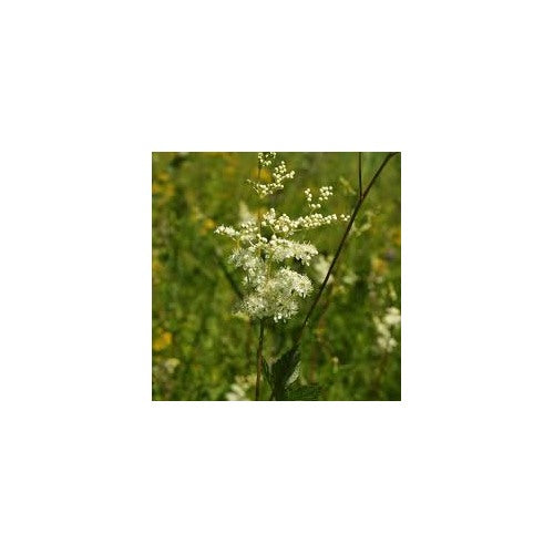 Meadowsweet Plant Seeds for Planting [neera-v5-cdfdf5906b1314b28b4a]