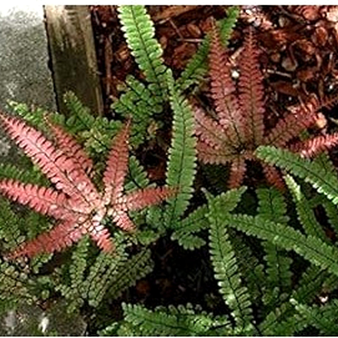 Pink Fern Plant Seeds for Planting [neera-v5-ce112a076370b62b1ad3]