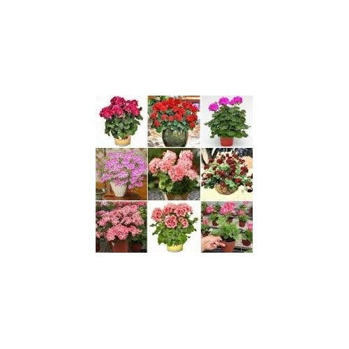 Geranium Apple Blossom Flower Seeds for Planting [neera-v5-ce137b6d9013ae262bc9]
