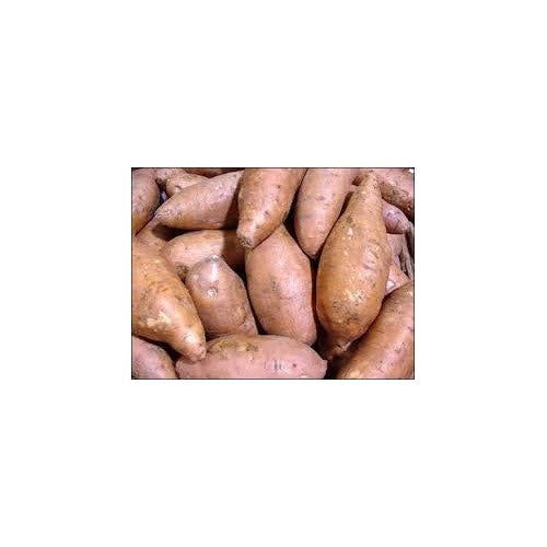 Brown Sweet Potato Seeds for Planting [neera-v5-ce1dbdb2703ea406283d]