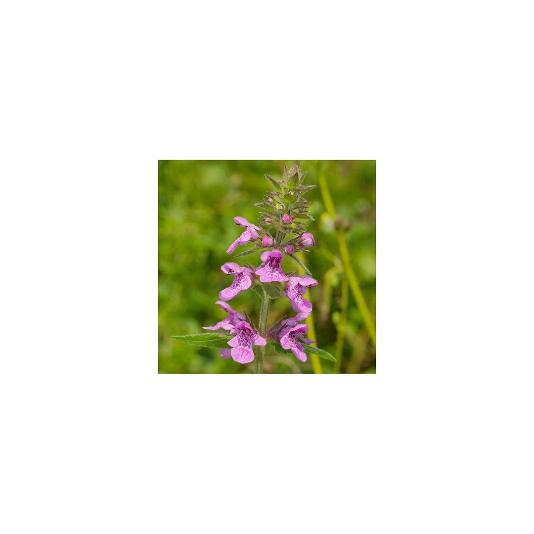 Purple Marsh Woundwort Flower Organic Heirloom Non Gmo Planting Flower Seeds Home Garden [neera-v5-ce2ac01795b4706f5180]