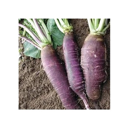 Violet Radish Seeds for Planting [neera-v5-ce310f5990f192ca437c]