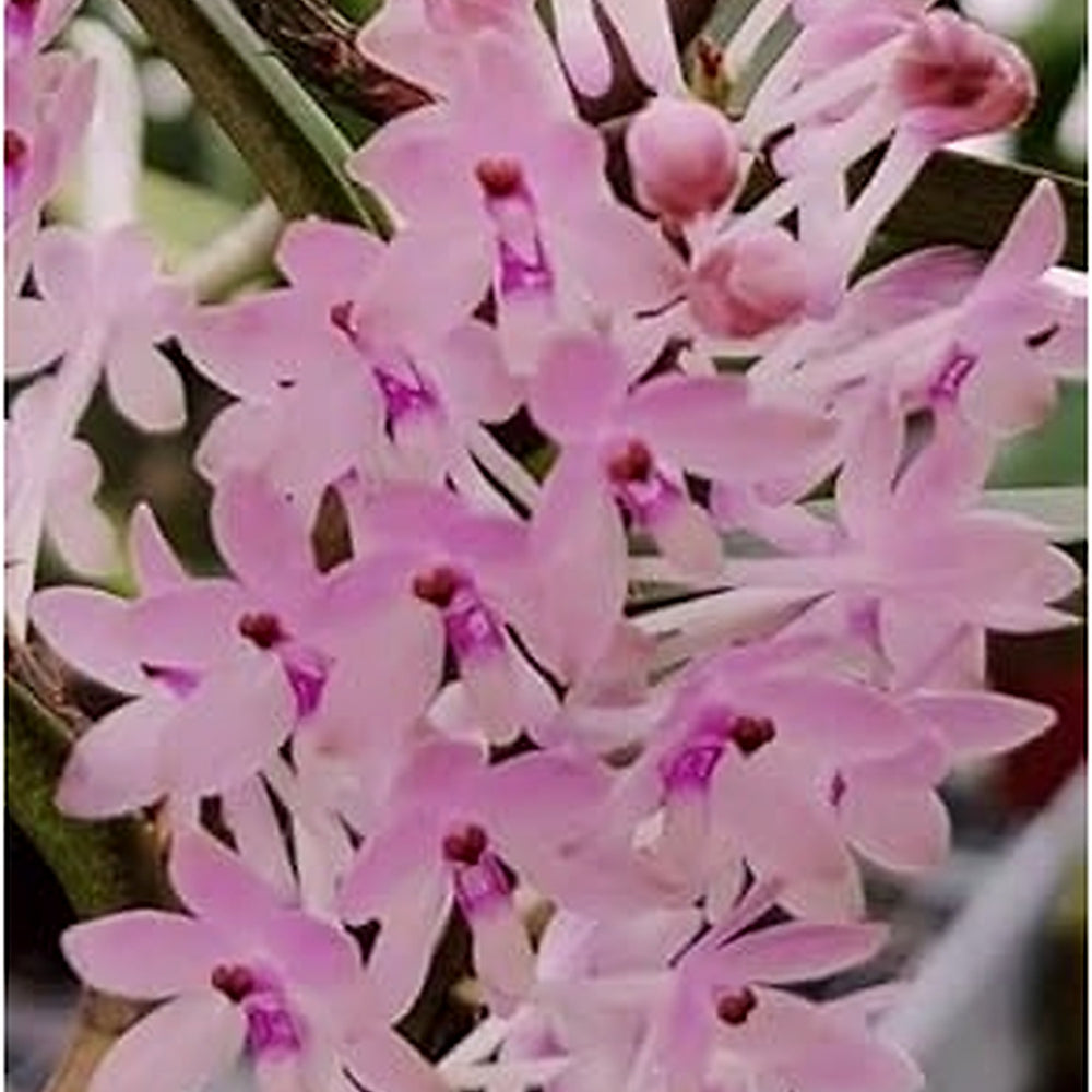 Heirloom Baby Pink Orchid Flower Seeds, Non-GMO Exotic Bloom Seeds for Garden Planting [neera-v5-ce40f71b07fe9769f85f]