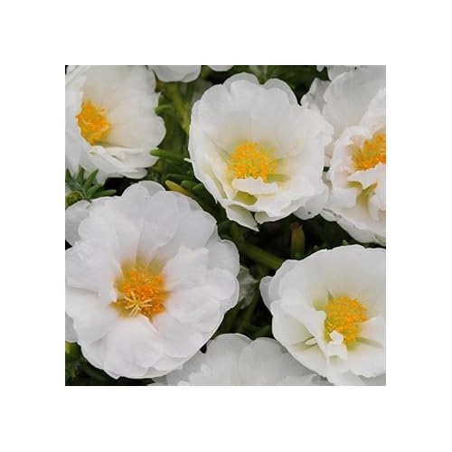 Heirloom Non-GMO Portulaca Grandiflora Seeds for Planting [neera-v5-ce453399b935e6705b44]