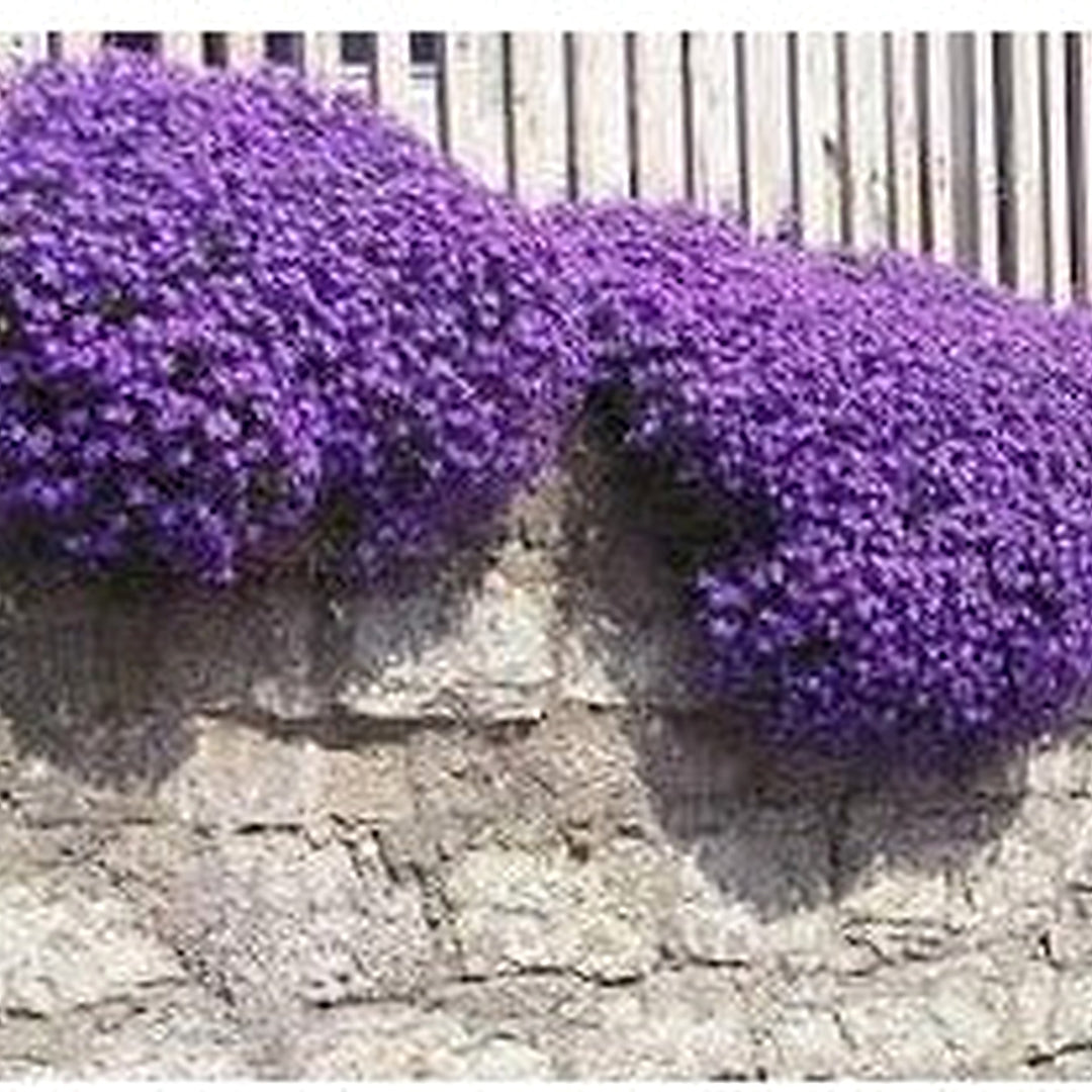 Heirloom Non-GMO Cascade Flower Seeds for Garden Planting [neera-v5-ce50e19d4e26720737f9]