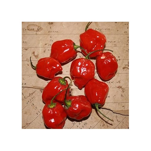 Habanero Pepper Seeds for Planting | Heirloom, Non-GMO, High Germination Organic Garden Seeds [neera-v5-ce589b9521426193b13e]