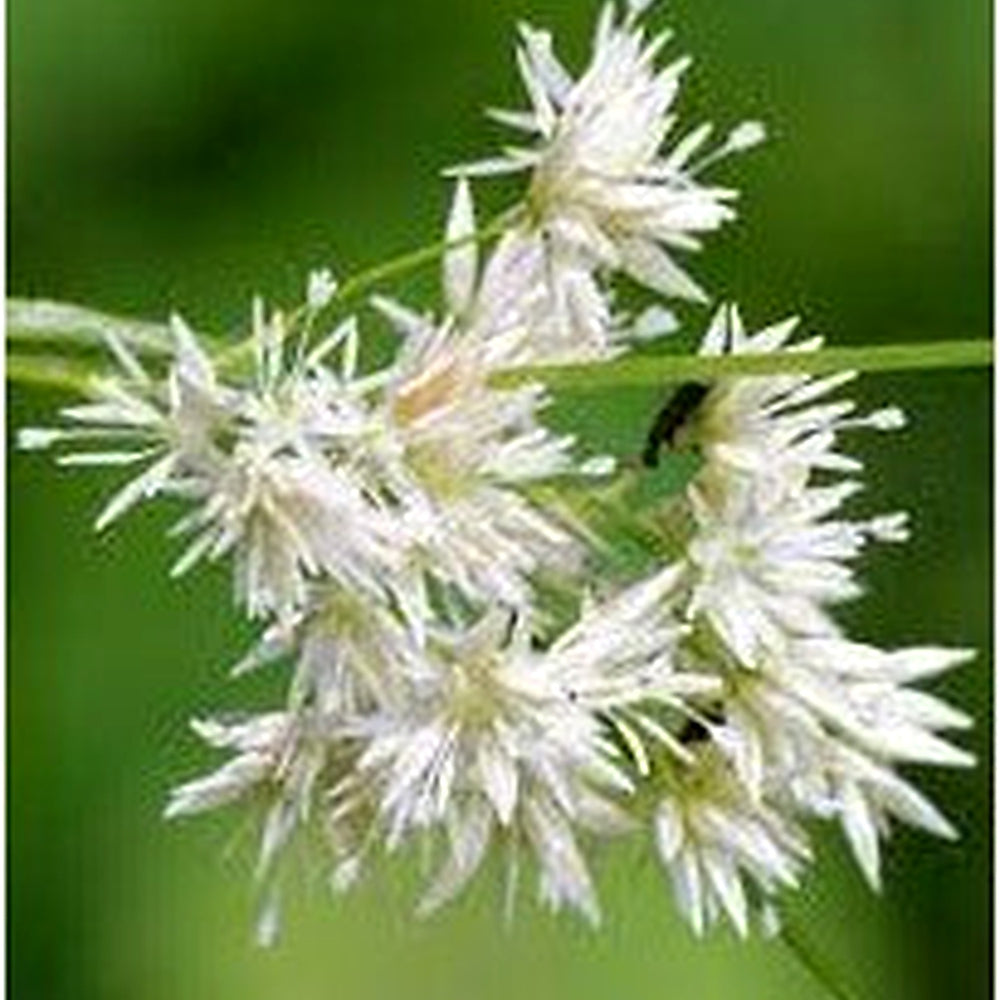 Luzula Nivea Seeds for Planting [neera-v5-ce5a0984d077a71530c3]