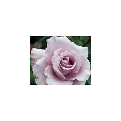 Lavender Rose Flower Seeds for Planting [neera-v5-ce5b0842d83c3bd021cb]