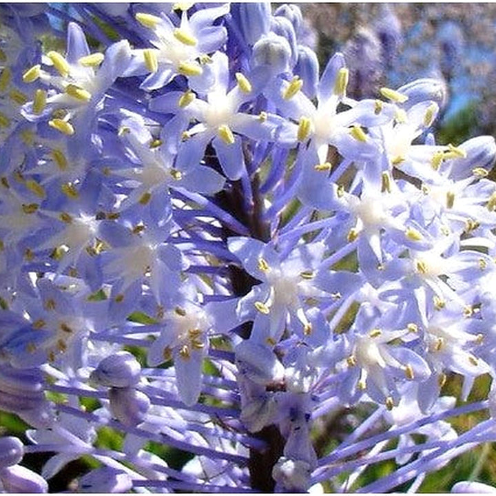 Merwilla Flower Seeds for Planting [neera-v5-ce5bca8369404abe9820]