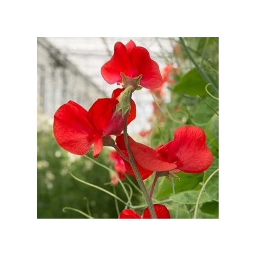 Heirloom Non-GMO Deep Red Sweet Pea Flower Seeds for Planting [neera-v5-ce62fafee67d7310ee0d]
