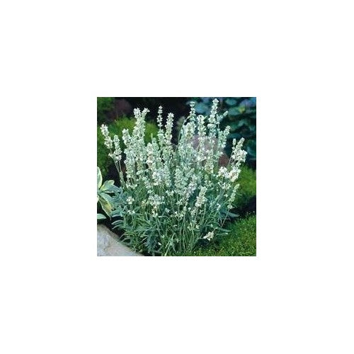 White Lavender Ellagance Plant Seeds for Planting [neera-v5-ce6d811d1f5db448e7e3]