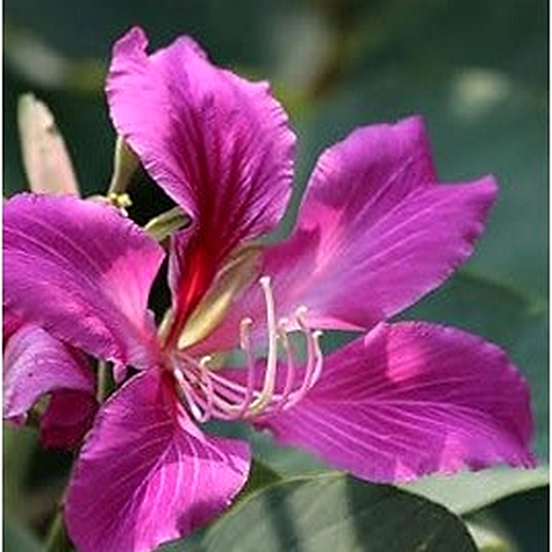 Bauhinia Flower Seeds for Planting, Heirloom, Non-GMHeirloom Bauhinia Flower Seeds, Non-GMO Orchid Tree Blooms for Tropical Garden PlantingO, 100 pcs [neera-v5-ce75a3e106efa48c4ca7]