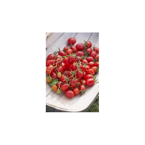 Red Tomato Seeds for Planting [neera-v5-ce7685af05ec61d597cc]