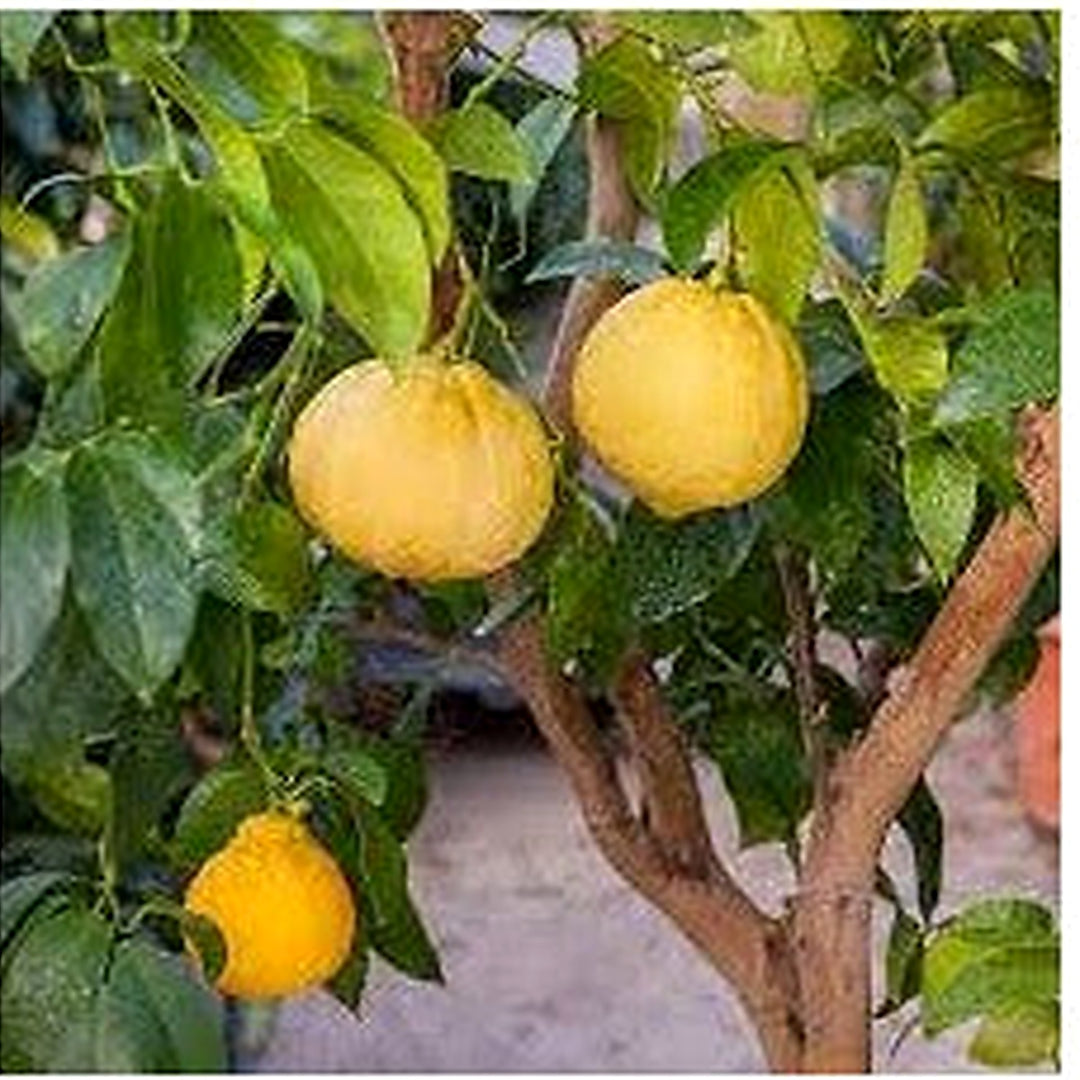 Yellow Bergamot Seeds for Planting [neera-v5-ce78cfe97e1f222ece7d]