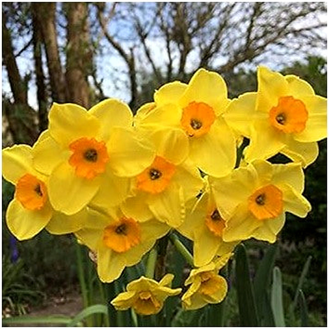 Daffodil Trumpet Flower Seeds [neera-v5-ce7b8898661b84752862]