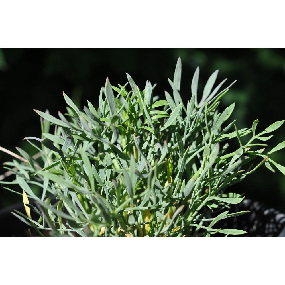 CRITHMUM MARITIMUM Seeds (Rock Samphire Seeds) [neera-v5-ce8791b068e89fee9fa2]