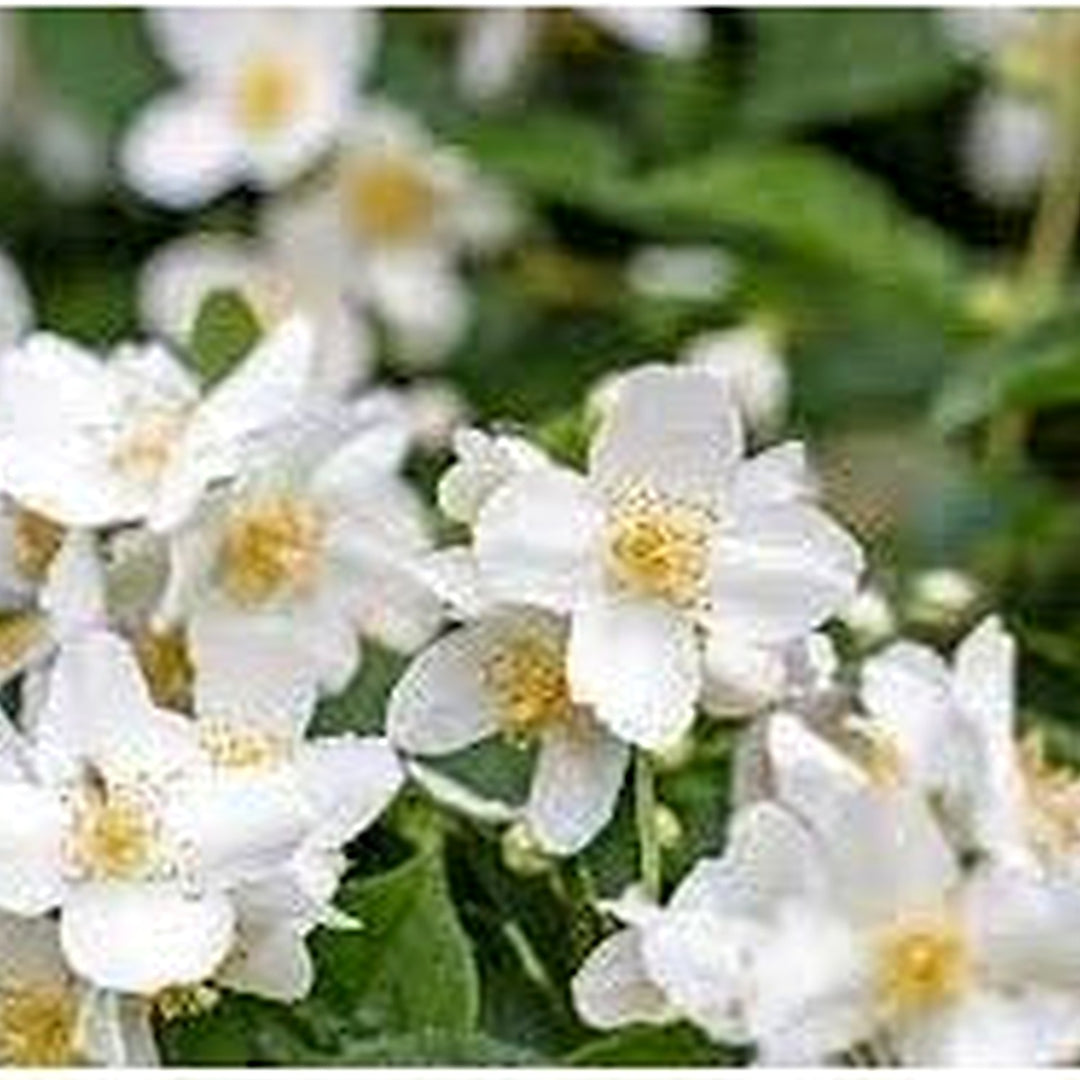 Orange Heirloom Non Gmo Philadelphus Lewisii Flower For Planting Fragrant Mock Blooms For Hedges [neera-v5-ce8f882a7457acbaf525]