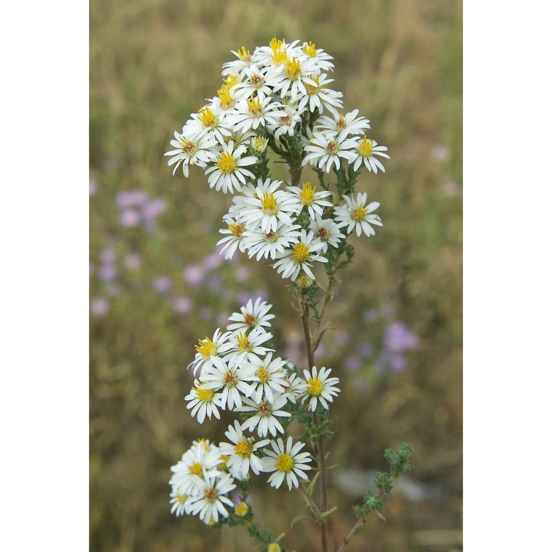 White Prairie Aster Flower For Planting Non Gmo Flower Seeds for Home Garden Planting, Lush Organic [neera-v5-ce901eef385908fe1771]